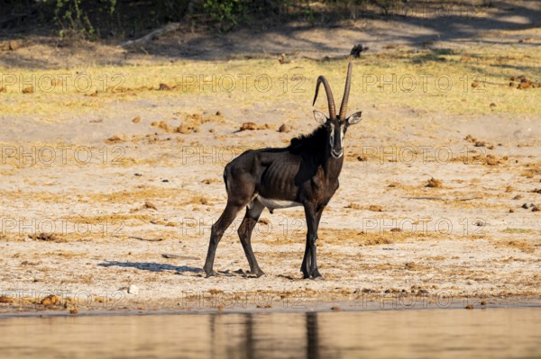 Sable, black antelope, black antelope (Hippotragus niger), Caprivi strip, Namibia