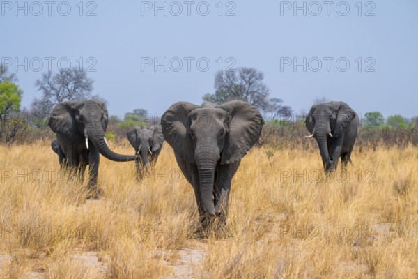 Herd of African elephants (Loxodonta africana) in dry savanna, Bwabwata National Park, Caprivi Strip, Namibia