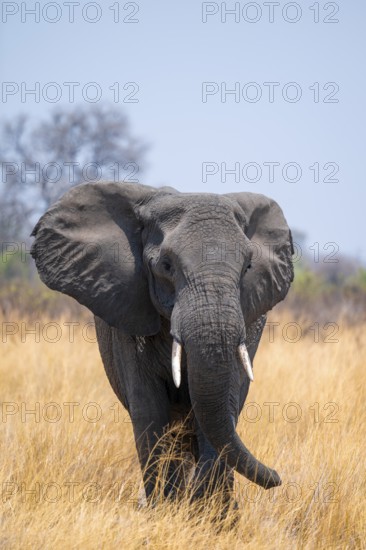 African elephant (Loxodonta africana) in dry savanna, Bwabwata National Park, Caprivi Strip, Namibia