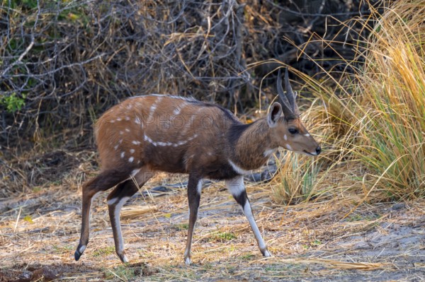 Schirrantilope or Bushbuck (Tragelaphus scriptus), Caprivi strip, Namibia