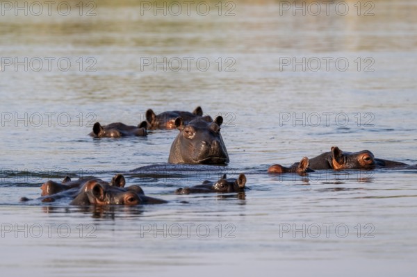Group of hippos (Hippopatamus amphibius) in water, Okavango River, Caprivi Strip, Namibia