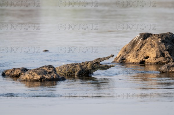 Nile crocodile (Crocodylus niloticus) runs on the Okavango River, Caprivi Strip, Namibia