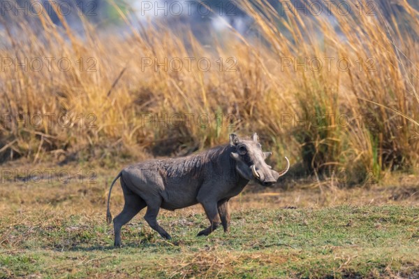 Common warthog (Phacochoerus africanus), Caprivi strip, Namibia