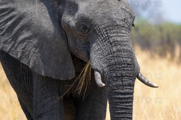 Animal portrait, African elephant (Loxodonta africana) in dry savanna, Bwabwata National Park, Caprivi Strip, Namibia