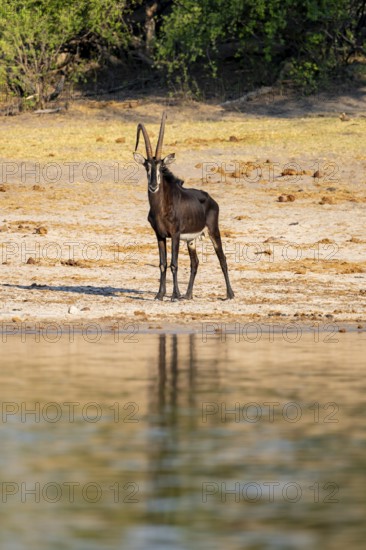 Sable, black antelope, black antelope (Hippotragus niger), Caprivi strip, Namibia