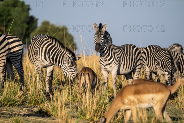 Impalas and steppe zebras (Equus quagga), atmospheric lighting, Ihaha, Chobe National Park National Park, Botswan