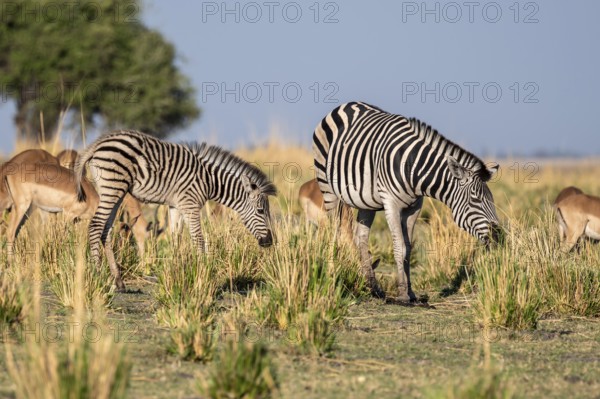 Herd of Steppe Zebras (Equus quagga), Ambient Light, Ihaha, Chobe National Park National Park, Botswan