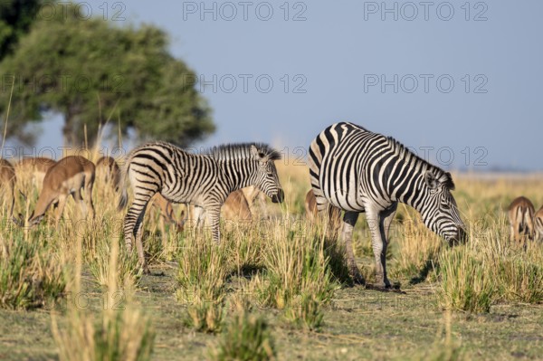 Two steppe zebras (Equus quagga), atmospheric lighting, Ihaha, Chobe National Park National Park, Botswan