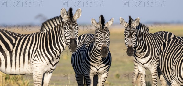 Three steppe zebras (Equus quagga), atmospheric lighting, Ihaha, Chobe National Park National Park, Botswan
