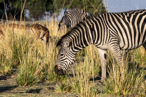 Steppe Zebra (Equus quagga), Ambient Light, Ihaha, Chobe National Park, Botswan