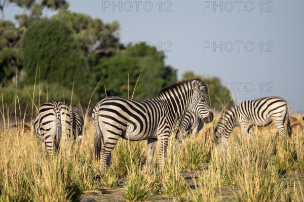 Steppe Zebra (Equus quagga), Ambient Light, Ihaha, Chobe National Park, Botswan