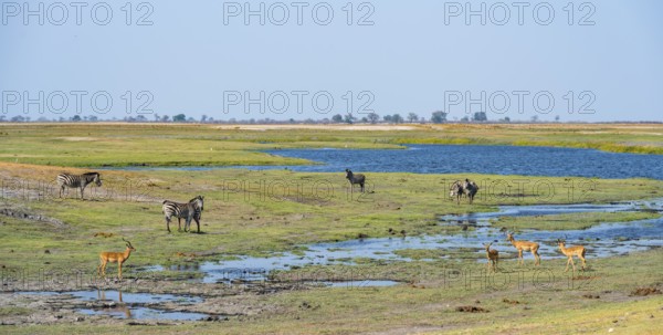 Impalas and steppe zebras (Equus quagga), landscape with Chobe River, Ihaha, Chobe National Park National Park, Botswan
