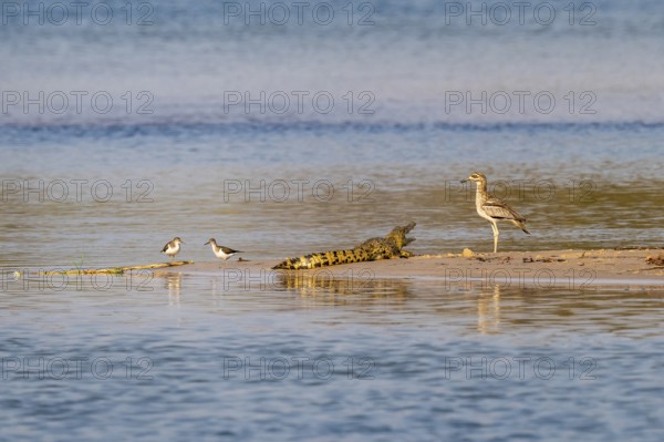 Baby Nile crocodile (Crocodylus niloticus) on the Okavango River, Caprivi Strip, Namibia