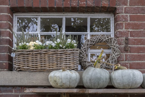 Stable window with flower decoration and pumpkins, North Rhine-Westphalia, Germany
