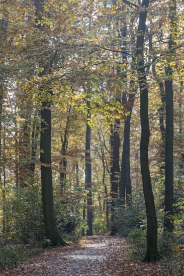 Forest trail in autumn light with tall trees and colorful foliage on the ground, Münsterland, North Rhine-Westphalia, Germany