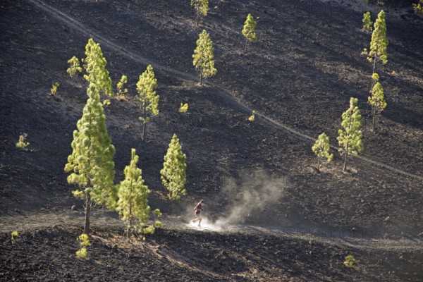 Europe, Spain, Canary Islands, Tenerife, Teide National Park, Mirador de Chio, Canary pine (Pinus canariensis)