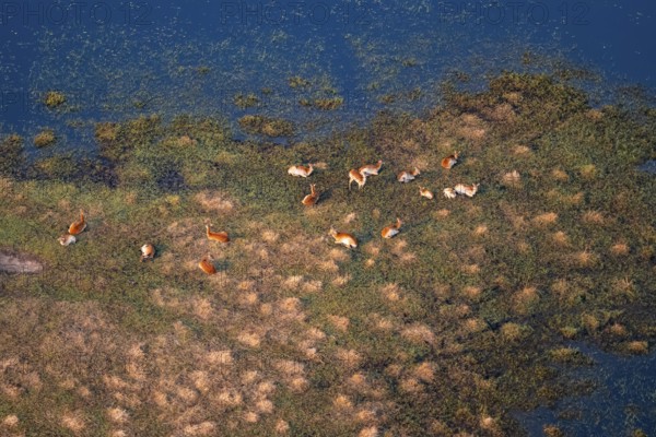 Herd of letschwe (Kobus leche), lychee bog antelope, riverbank, river landscape, aerial view, Okavango Delta, Botswana