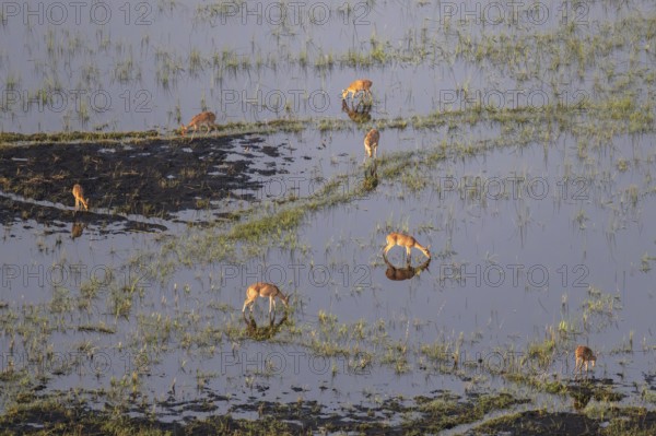 Impalas (Aepyceros melampus) in water, swamp, aerial view, Okavango Delta, Botswana