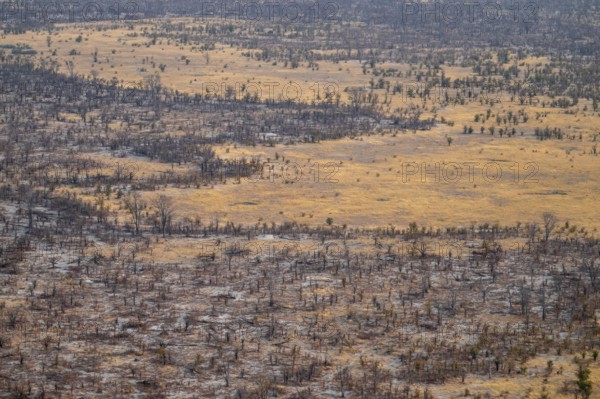 Dry savanna and forest, aerial view, near Maun, Botswana