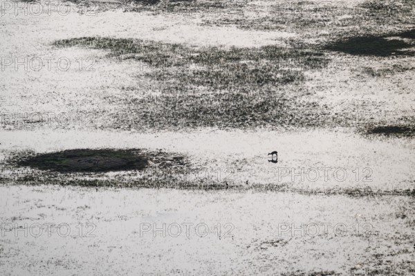Single animal standing in water, swamp, aerial view, Okavango Delta, Botswana
