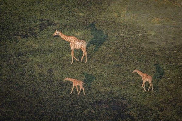 Cape giraffe (Giraffa giraffa giraffa), mother with two young animals, aerial view, Okavango Delta, Botswana