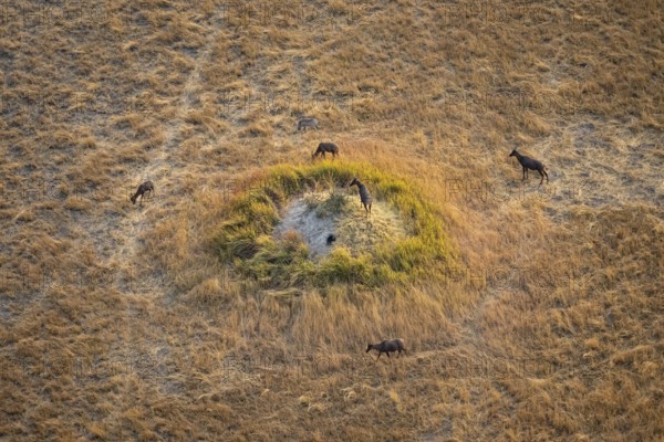 Tsessebe (Damaliscus lunatus), group on a termite hill, savanna with yellow grass, aerial view, Okavango Delta, Botswana