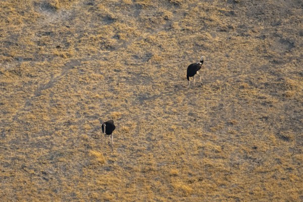 African ostrich (Struthio camelus), aerial view, Okavango Delta, Botswana