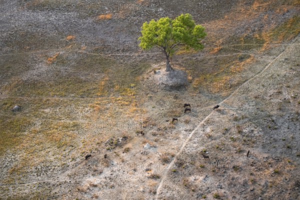 Species tree in the savanna, landscape, aerial view of the Okavango Delta, near Maun, Okavango Delta, Botswana