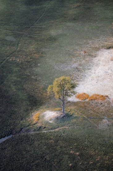 Species tree in the savanna, landscape, aerial view of the Okavango Delta, near Maun, Okavango Delta, Botswana