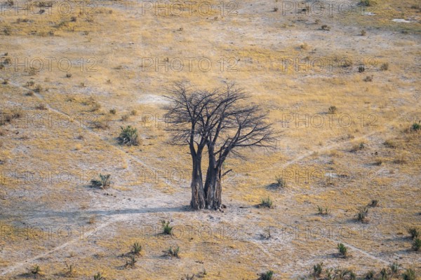 Baobab, landscape, aerial view of the Okavango Delta, near Maun, Okavango Delta, Botswana