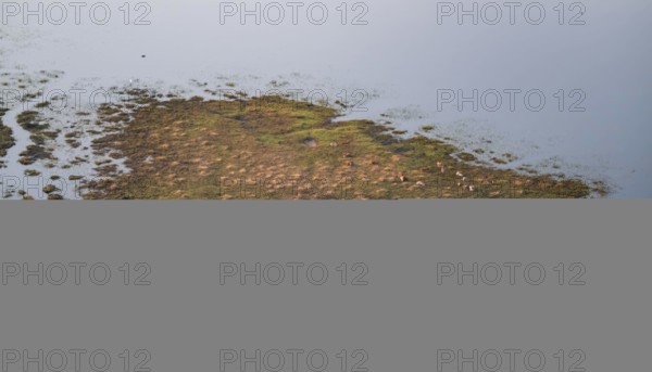 Island in swamp area with animals, landscape, aerial view of the Okavango Delta, near Maun, Okavango Delta, Botswana