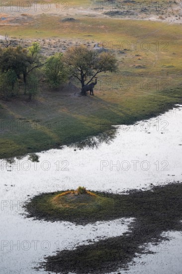 Elephant in a tree, landscape, aerial view of the Okavango Delta, near Maun, Okavango Delta, Botswana