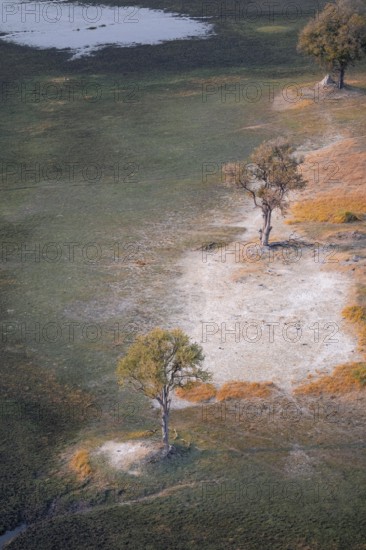 Trees in the savanna, landscape, aerial view of the Okavango Delta, near Maun, Okavango Delta, Botswana