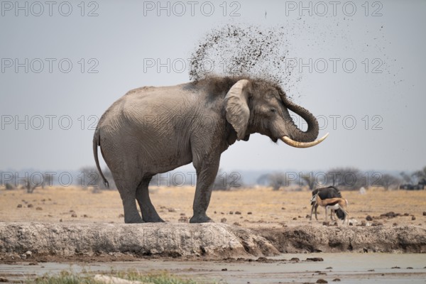 Male, African elephant (Loxodonta africana), mud bath at waterhole, Nxai Pan National Park, Botswana