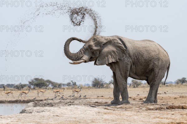 Mud bath, animal behavior, African elephant (Loxodonta africana), at waterhole, Nxai Pan National Park, Botswana