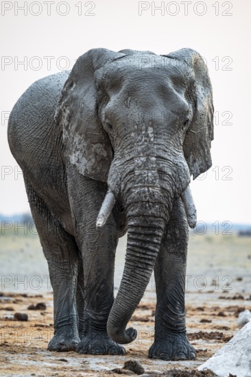 African elephant (Loxodonta africana), frontal, dramatic atmosphere, Nxai Pan National Park, Botswana