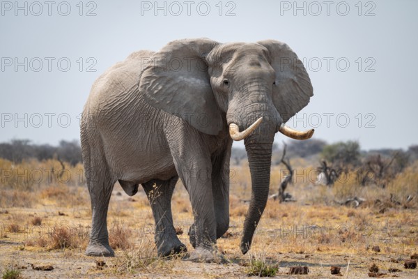 Male, African elephant (Loxodonta africana), at waterhole, Nxai Pan National Park, Botswana