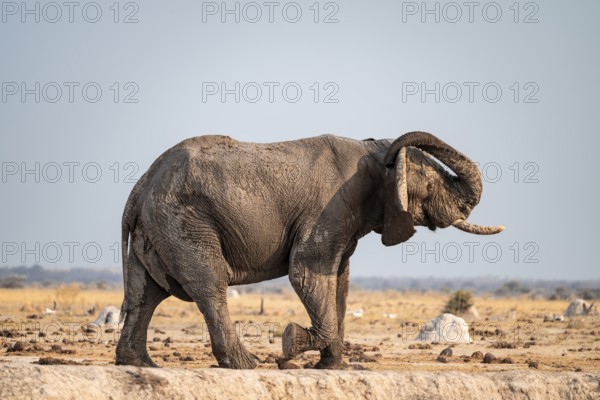 African elephant (Loxodonta africana) scratches its trunk behind its ears, Lustig, Nxai Pan National Park, Botswana