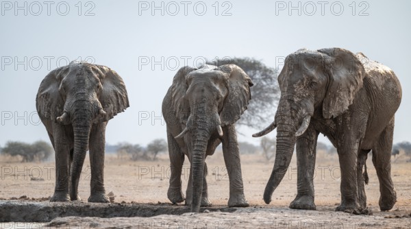 Three African elephants (Loxodonta africana), dramatic, at the waterhole, Nxai Pan National Park, Botswana