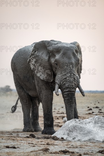 African elephant (Loxodonta africana), running, Nxai Pan National Park, Botswana
