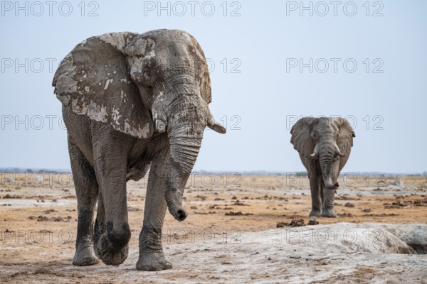 African elephant (Loxodonta africana), at the waterhole, Nxai Pan National Park, Botswana