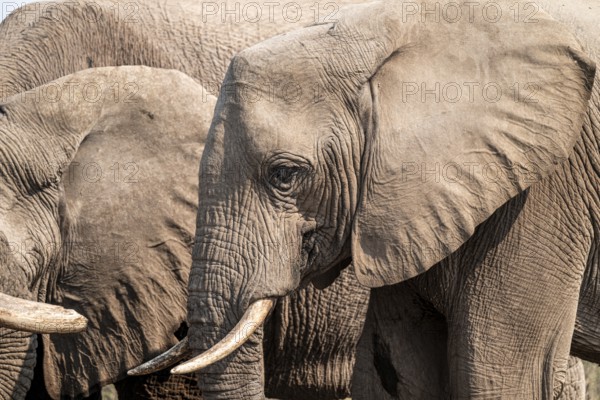 Animal portrait, African elephant (Loxodonta africana), at waterhole, Nxai Pan National Park, Botswana