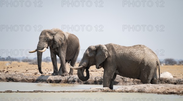 Two males, African elephant (Loxodonta africana), at the waterhole, Nxai Pan National Park, Botswana