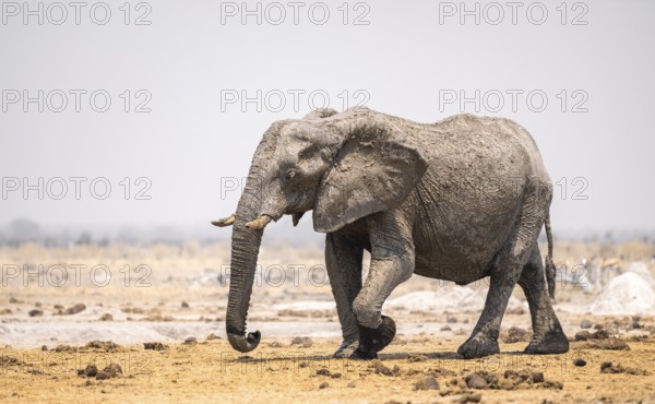African elephant (Loxodonta africana), running, dramatic atmosphere, Nxai Pan National Park, Botswana