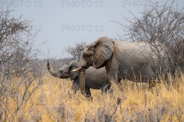 African elephant (Loxodonta africana) with young animal, Nxai Pan National Park, Botswana