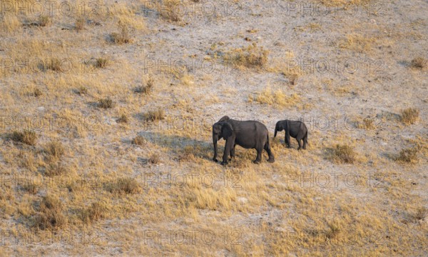 African elephant (Loxodonta africana) with young in dry savanna, aerial view, Okavango Delta, Botswana