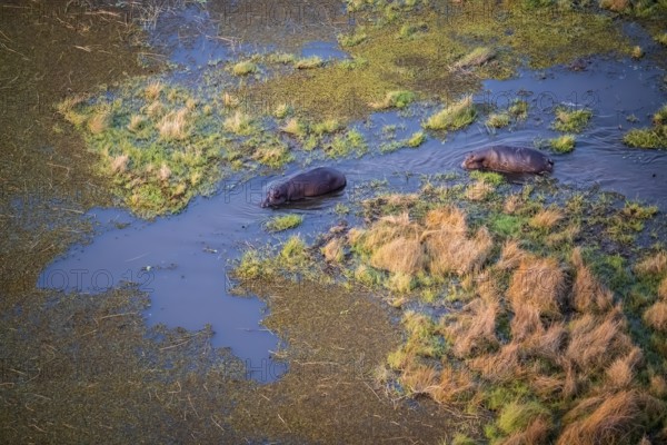 Two hippos (Hippopatamus amphibius) in water, swamp, aerial view, Okavango Delta, Botswana