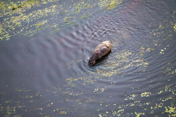 Single hippopatamus (Hippopatamus amphibius) with injury in water, aerial view, Okavango Delta, Botswana