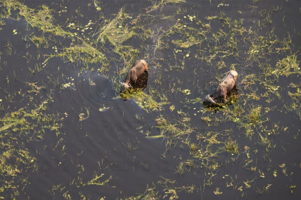 Kaffir buffalo (Syncerus caffer caffer), Two animals drinking in the river, aerial view, Okavango Delta, Botswana