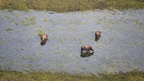 Kaffir buffalo (Syncerus caffer caffer), flock in river, aerial view, Okavango Delta, Botswana